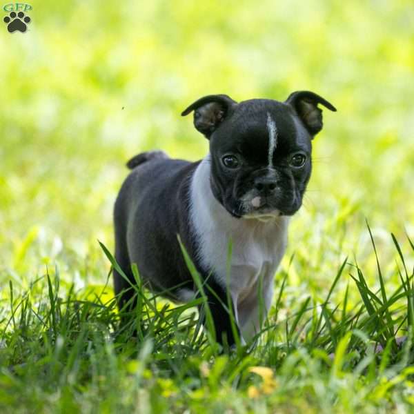 Krystal, Boston Terrier Puppy